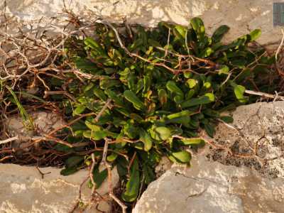 Tra le fessure spuntano numerose piantine, tra cui una molto speciale che mostra ancora i segni di una recente fioritura: � il limonio del Caspio